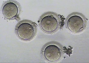 ourembryos